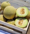 Pepene galben Galma F1, NongWoo Bio