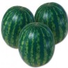 Seminte de pepene verde Crimstar F1