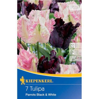 Lalele Mix Papagal Alb si Negru, 7 bulbi