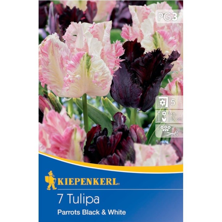 Lalele Mix Papagal Alb si Negru, 7 bulbi