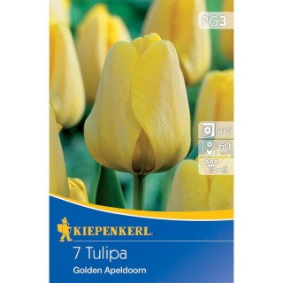 Lalele Golden Apeldoorn - 7 bulbi