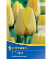 Lalele Golden Apeldoorn - 7 bulbi