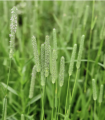 Seminte de Timoftica (Phleum pratense), 25 kg