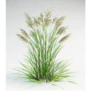 Seminte de Paius inalt (Festuca arundinacea), 25 kg