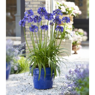 Agapanthus Blue Crin African - 1 bulb