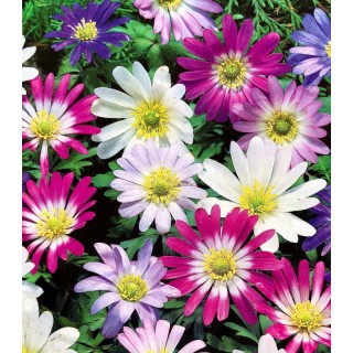 Bulbi de Anemone Blanda, anemone mix de culori, 8 bulbi