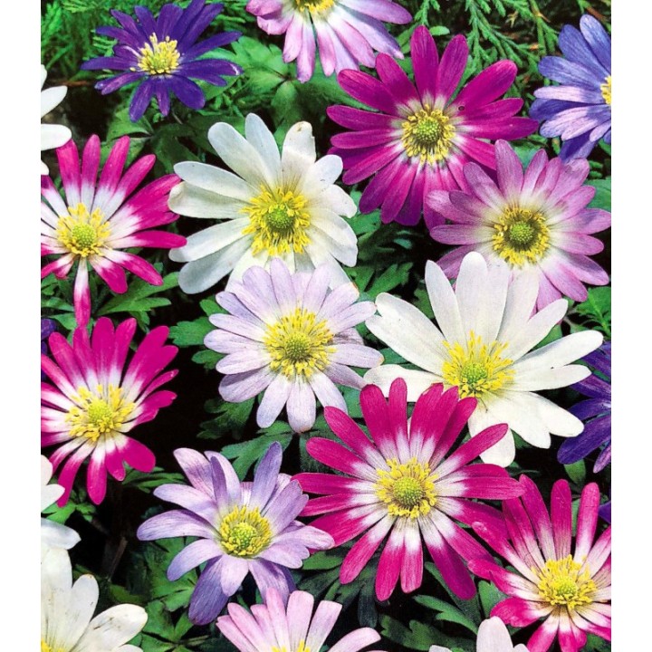 Bulbi de Anemone Blanda, anemone mix de culori, 8 bulbi