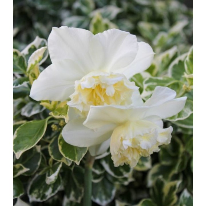 Narcise White Marvel, 50 bulbi