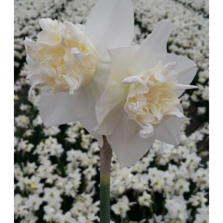 Narcise White Marvel, 50 bulbi