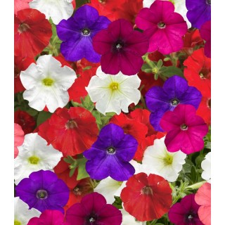 Seminte de Petunia curgatoare FlashForward Mix, flori curgatoare