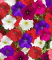 Seminte de Petunia curgatoare FlashForward Mix, flori curgatoare