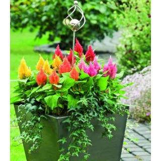 Celosia Glorious Mix, 1000 seminte
