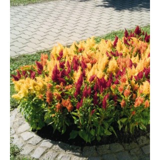Seminte de Celosia argentea Fresh Look Mix, hibrid de creasta cocosului