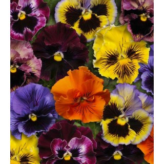 Seminte de Panselute Frizzle Sizzle Mix F1 | Viola wittrokiana