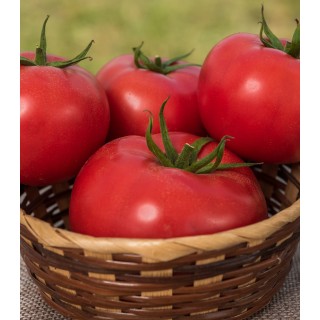Seminte de tomate Big Beef Plus F1 (SVTH 3438 F1), 500 seminte