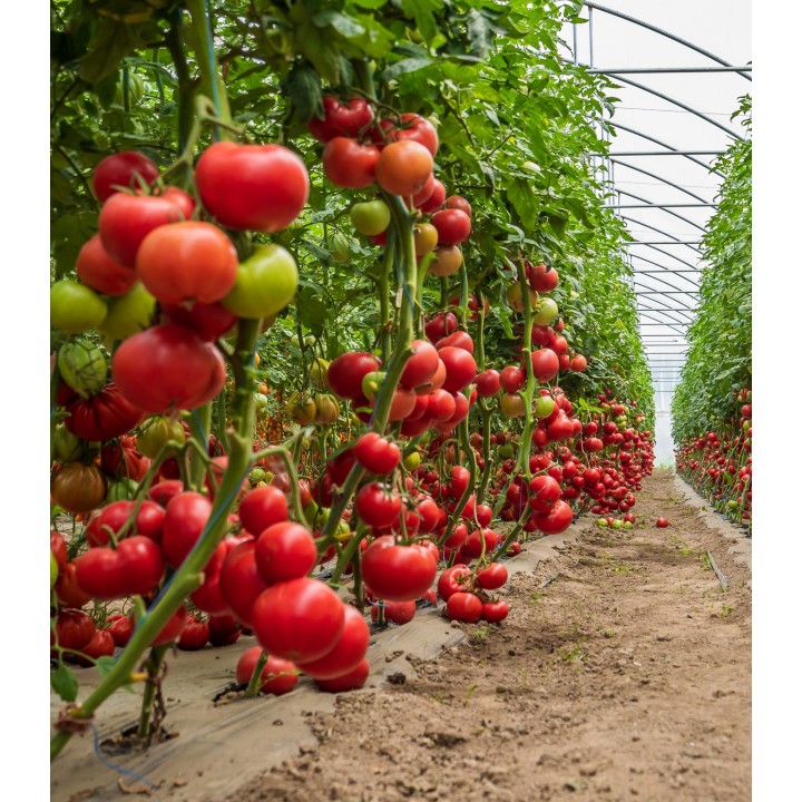 Seminte de tomate Big Beef Plus F1 (SVTH 3438 F1), 500 seminte