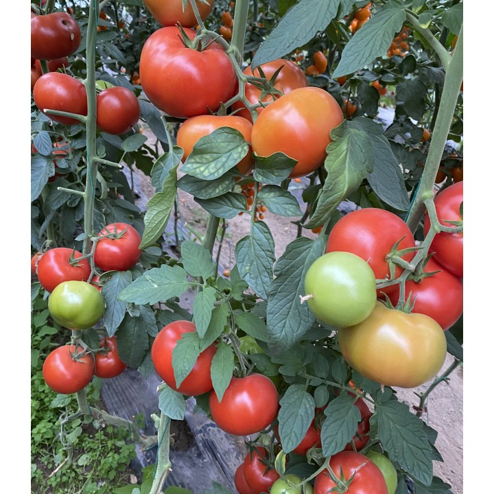 Seminte de tomate Big Beef Plus F1 (SVTH 3438 F1), 500 seminte