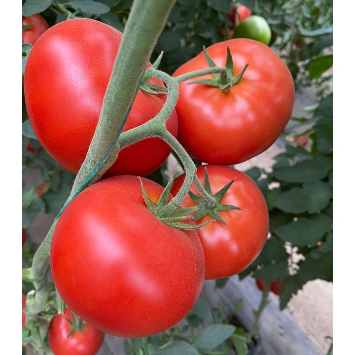 Seminte de tomate Big Beef Plus F1 (SVTH 3438 F1), 100 seminte