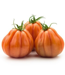 Seminte de tomate Araldino F1, 100 seminte