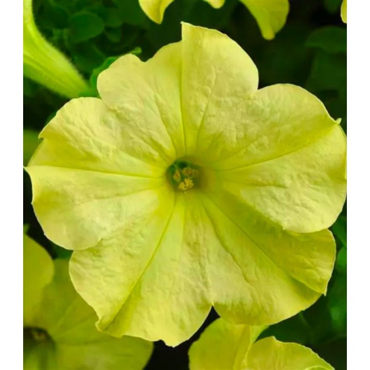 Petunia grandiflora Sophistica Lime Green F1 250 seminte