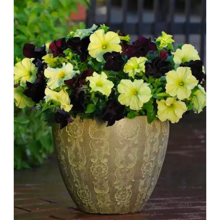 Petunia grandiflora Sophistica F1 250 seminte