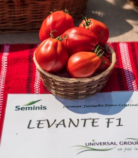 Seminte de tomate Levante F1, 100 seminte