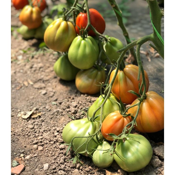 Seminte de tomate Levante F1, 100 seminte