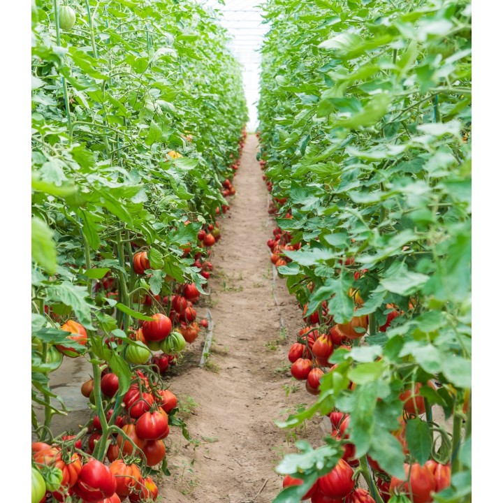 Seminte de tomate Levante F1, 100 seminte