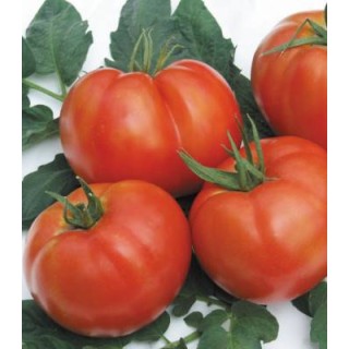 Seminte de tomate Rila F1, 50 seminte