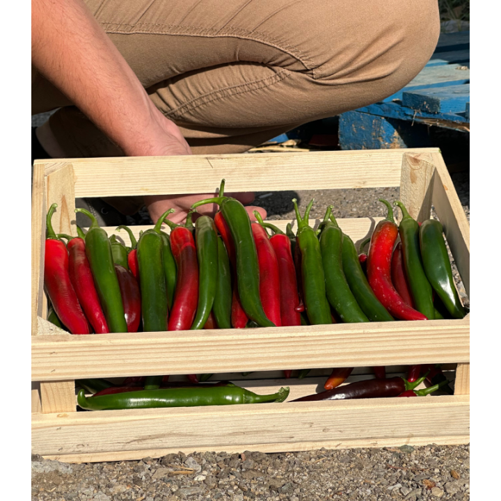 Seminte de ardei Shallal F1, 100 seminte
