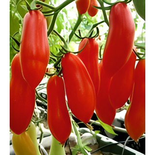 Seminte de tomate Piramide, 0,3 grame
