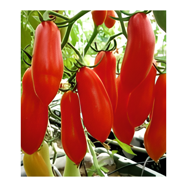 Seminte de tomate Piramide, 0,3 grame