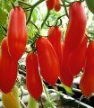 Seminte de tomate Piramide, 0,3 grame