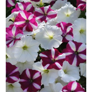 Petunia curgatoare Easy Wave F1 Starfish Mix