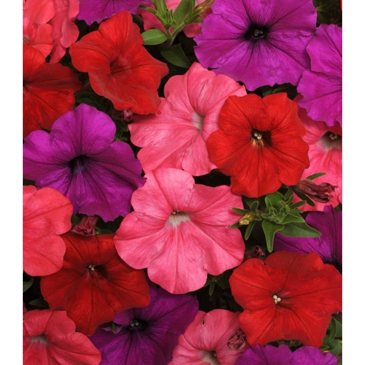 Petunia curgatoare Easy Wave F1 Mix South Beach