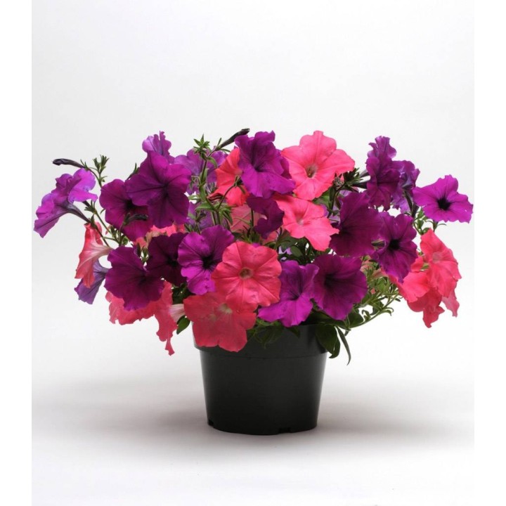Petunia curgatoare Easy Wave F1 Coral Reef