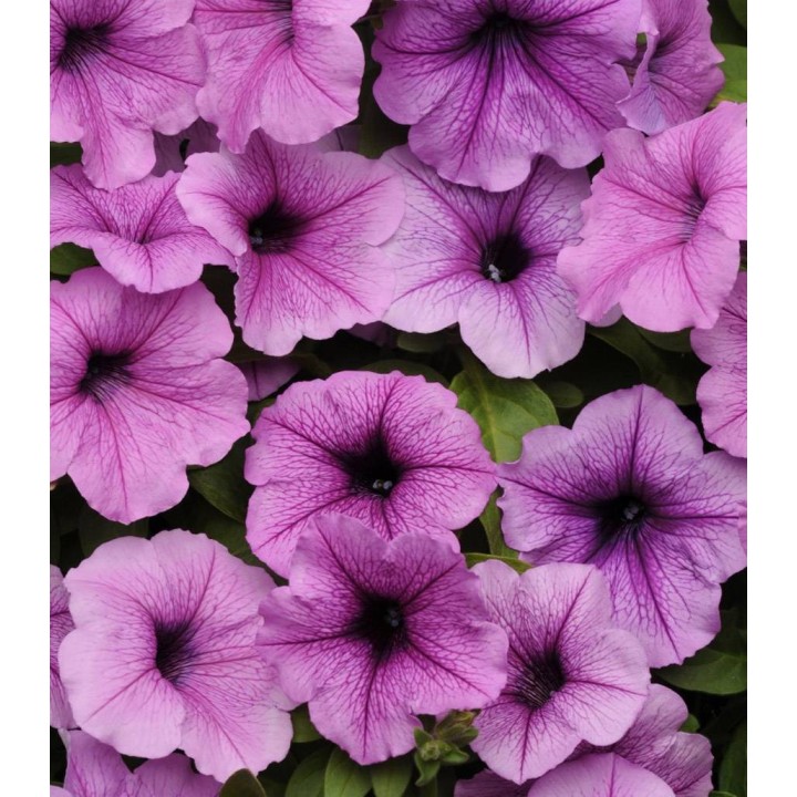Petunia curgatoare Easy Wave F1 Plum Vein