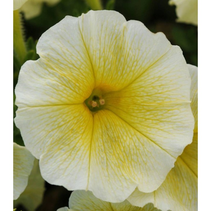 Petunia curgatoare Easy Wave F1 Yellow