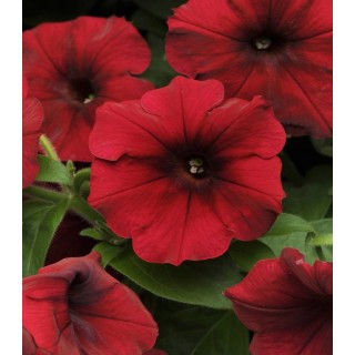 Petunia curgatoare Easy Wave F1 Red Velour