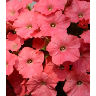 Petunia Easy Wave F1 Coral Reef (250 seminte)