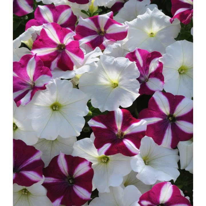 Petunia curgatoare Easy Wave F1 Starfish Mix