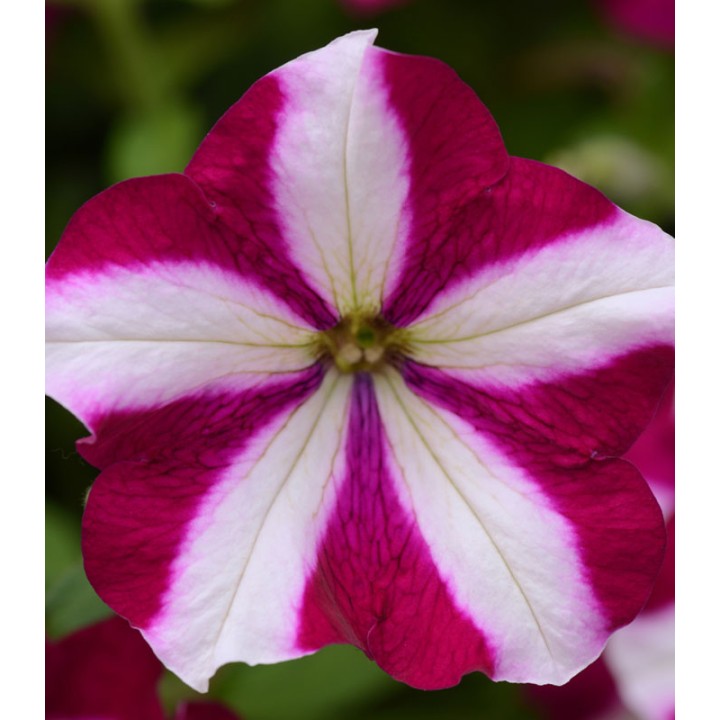 Petunia curgatoare Easy Wave F1 Burgundy Star