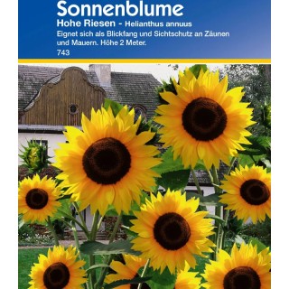 Floarea Soarelui Inalt Gigant (15 sem)
