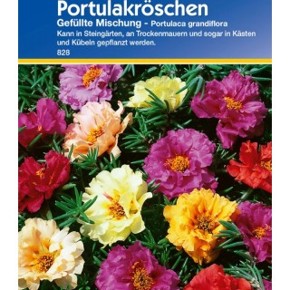 Flori de piatra Portulaca (75 seminte)
