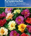 Flori de piatra Portulaca (75 seminte)