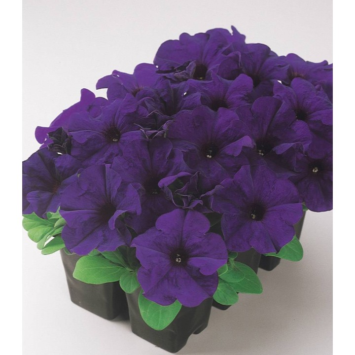 Petunia Dreams F1 Midnight