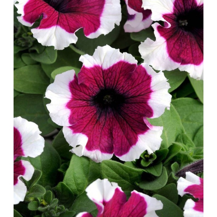 Petunia Dreams F1 Burgundy Picotee