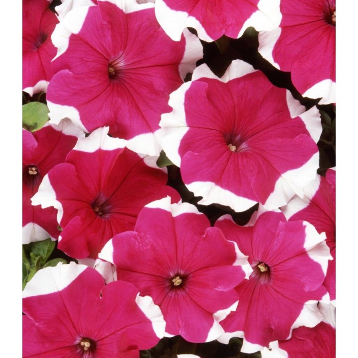 Petunia Dreams F1 Rose Picotee