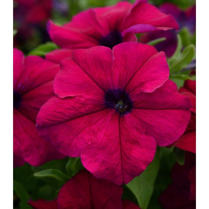 Petunia Dreams F1 Burgundy Improved