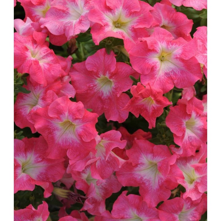 Petunia Dreams F1 Rose Morn